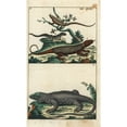 thumbnail image 1 of Rainbow Whiptail And Dotted Skink Poster Print By ® Florilegius Mary Evans (24 X 36), 1 of 3