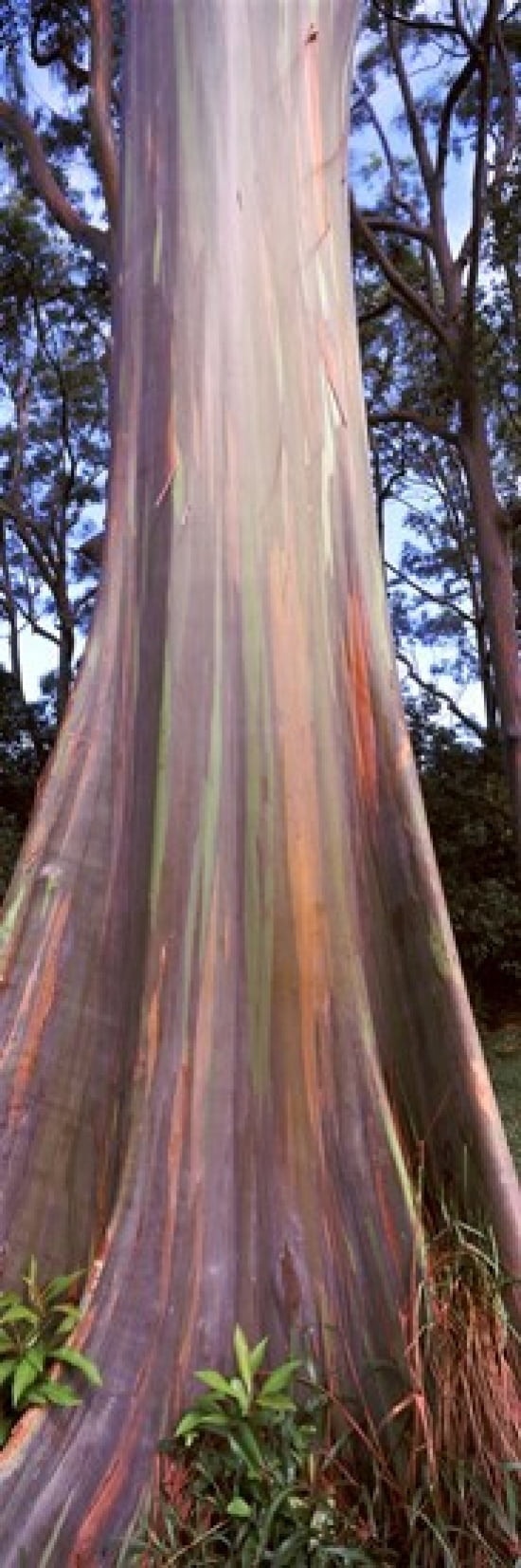 Rainbow eucalyptus (Eucalyptus deglupta) tree Hana Highway Maui Hawaii USA Canvas Art - Panoramic Images (18 x 6)