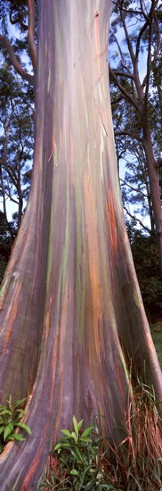 Rainbow eucalyptus (Eucalyptus deglupta) tree Hana Highway Maui Hawaii USA Canvas Art - Panoramic Images (36 x 12)