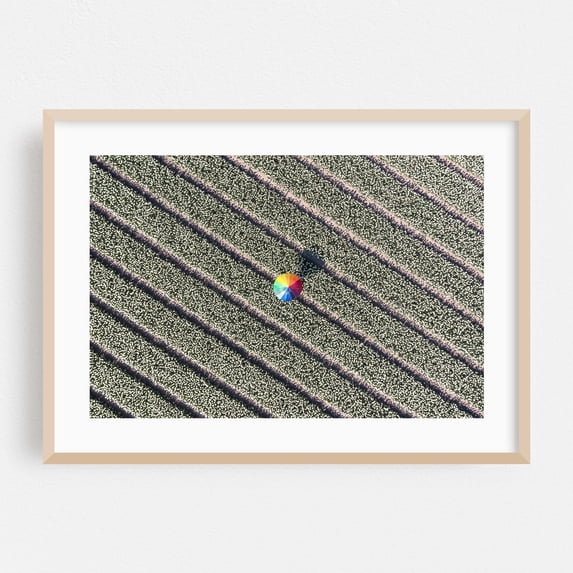Rainbow in the tulip field - The Netherlands Photography Geometric ...