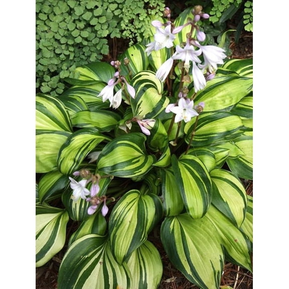 Rainbow's End Hosta - 3" Pot - Incredibly Variegated, Shiny Foliage