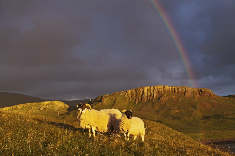 Rainbow in the storm clouds with sheep grazing on a hillside in the foreground near Kilmaluag Isle of Skye Hebrides Scotland Canvas Art - Carl Bruemmer  Design Pics (19 x 12)