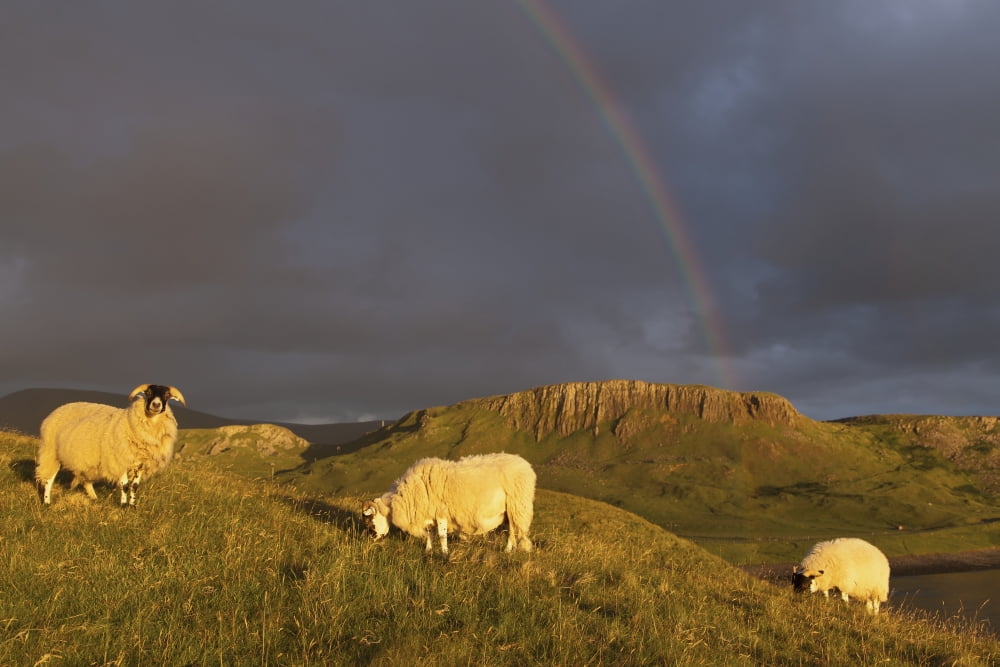 Rainbow in the storm clouds with sheep grazing on a hillside in the foreground near Kilmaluag Isle of Skye Hebrides Scotland Canvas Art - Carl Bruemmer Design Pics (38 x 24)