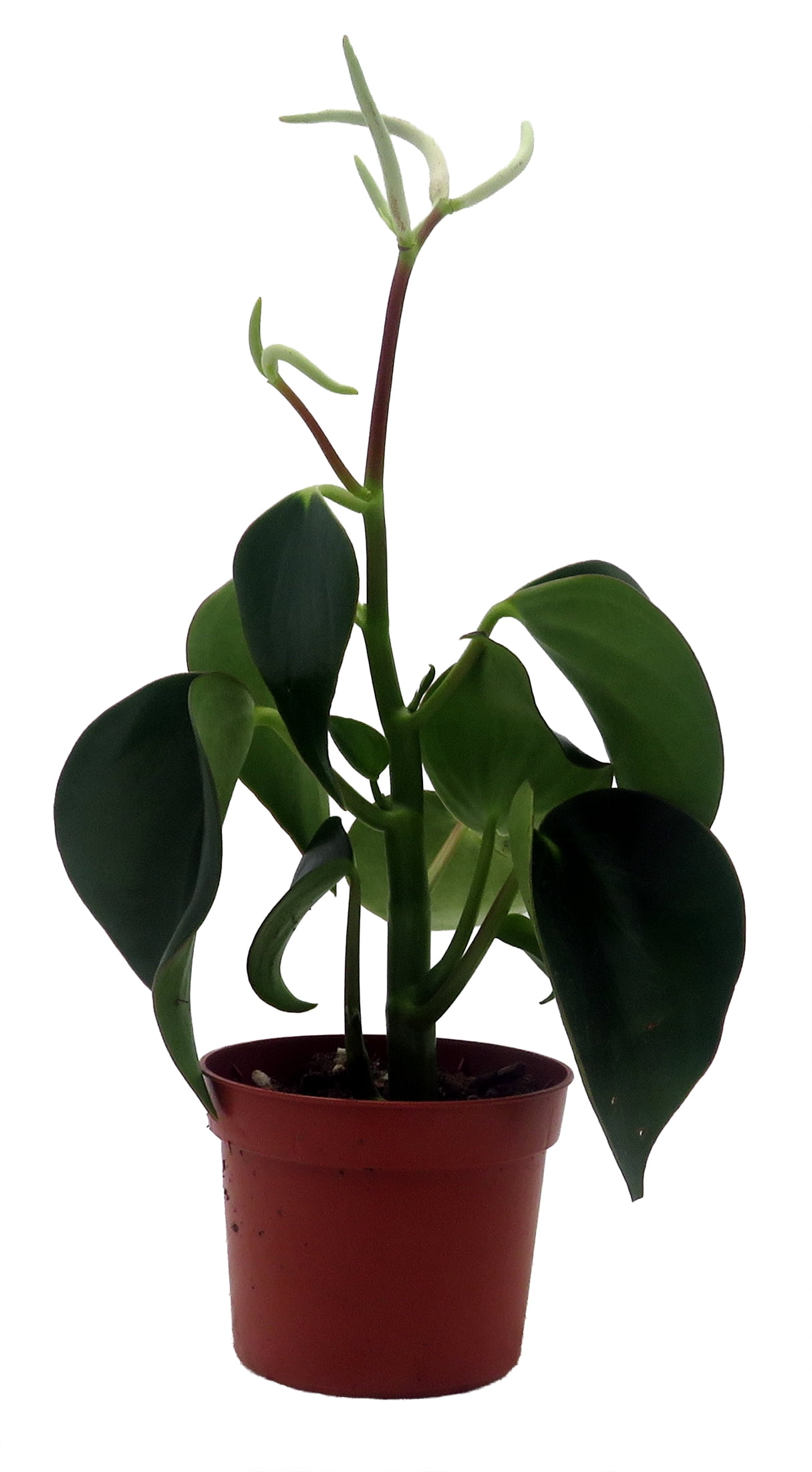baumfreund philodendron birkenfeige buchsbaum buntwurz Philodendron Florida Beuaty 140cm (Baumfreund) – Plantsome