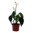 thumbnail image 1 of Raindrop Chinese Money Plant -  Peperomia polybotrya - 2.5" Pot, 1 of 3