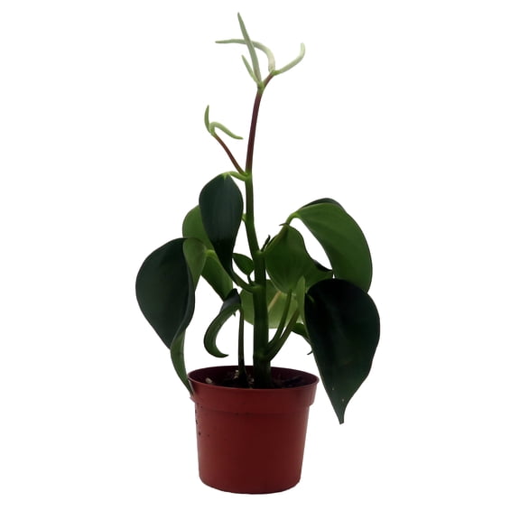 Raindrop Chinese Money Plant - Peperomia polybotrya - 2.5" Pot