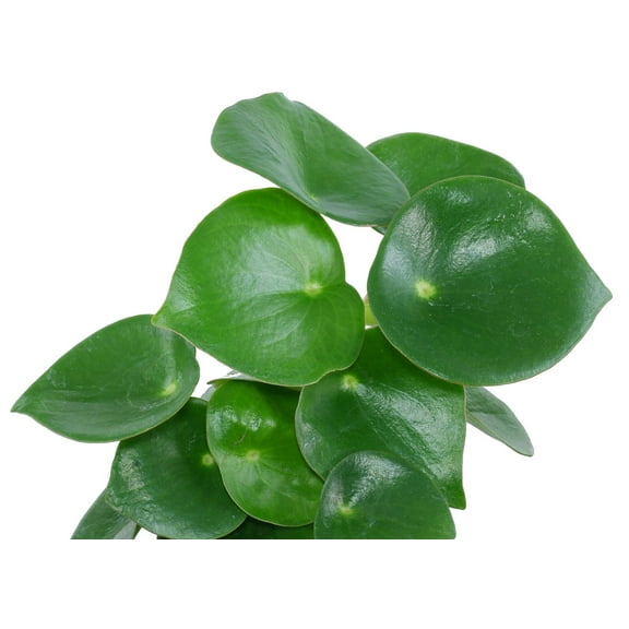 Raindrop Chinese Money Plant -  Peperomia polybotrya - 2.5" Pot