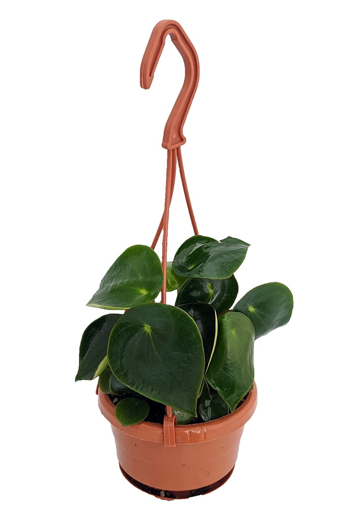 Raindrop Chinese Money Plant Peperomia polybotrya 4" Mini Hanging