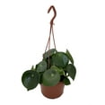 thumbnail image 1 of Raindrop Chinese Money Plant -  Peperomia polybotrya - 6" Hanging Basket, 1 of 3