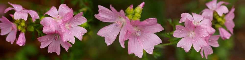Raindrop on pink flowers Canvas Art - Panoramic Images (27 x 9)