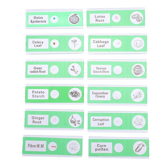 Raindrops  12 Pcs Microscope Slides for Kids Stereo Coverslips Specimens Child Green