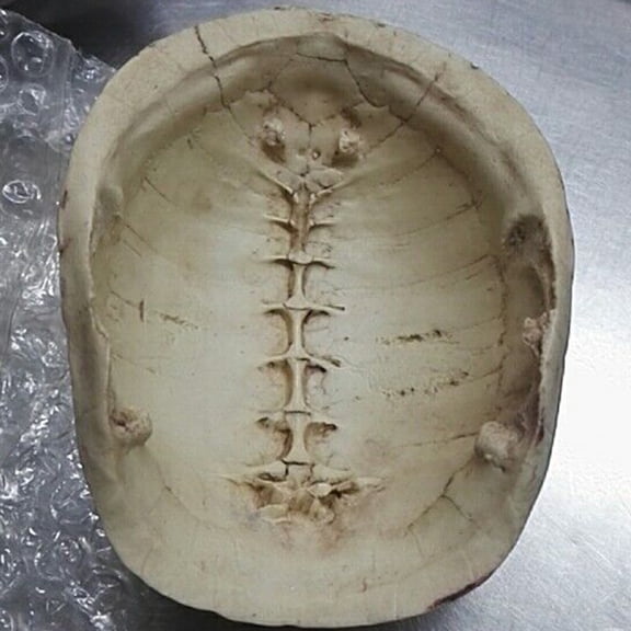 Raindrops Hide Cave Reptile Turtle Shell Khaki Durable 1Pack