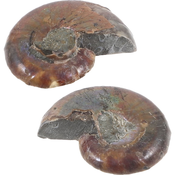 Raindrops 2 Pcs Ammonite Specimen Educational Adornment Model Models for Boys Decoration Child