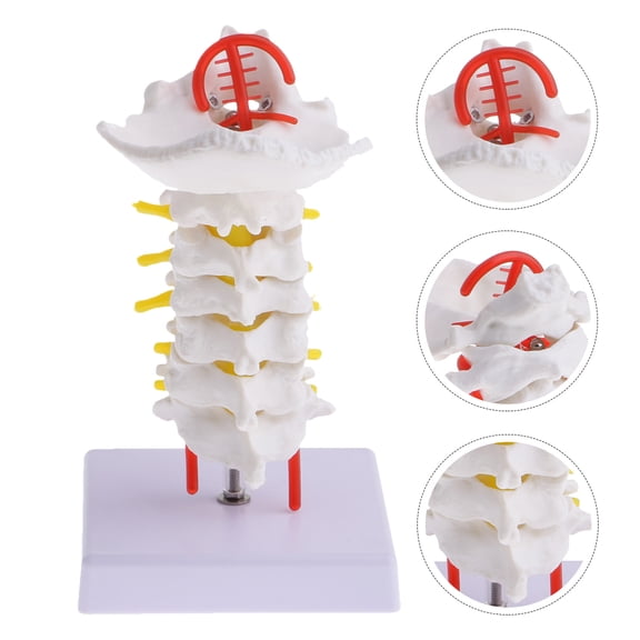 Raindrops 2 Pcs Human Spine Model Anatomy Cervical Spining Carotid Travel