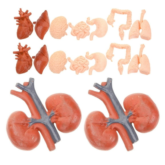 Raindrops 2 Sets Anatomy Model Human Body Realistic PVC Teaching Aids for Young Learners in Classroom Teaching