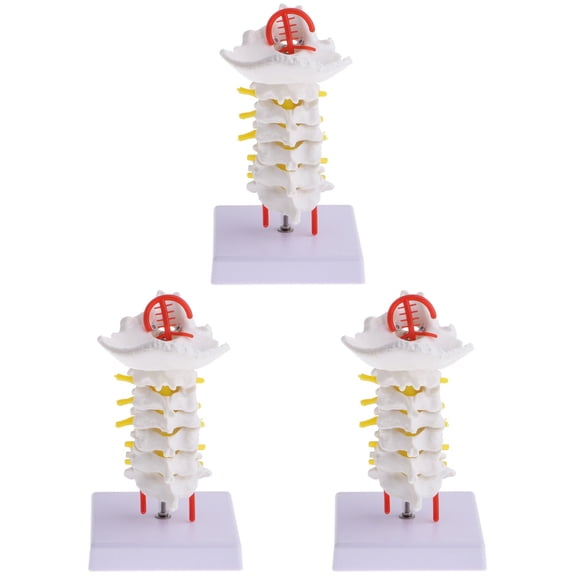 Raindrops 3 pcs Cervical Spine Model Simulation Intervertebral Medical Model Teaching Prop