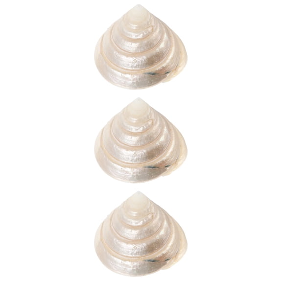 Raindrops 3pcs Seashell Embellishment Conch Decoration Desktop Layout Shell Decor Conch Craft