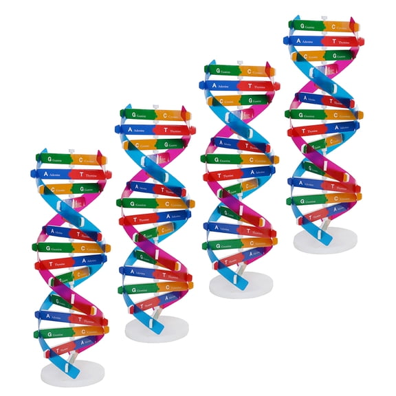 Raindrops 4Pcs Molecular Dna Teaching Model Kit with Detailed Human Genes Structure for Education