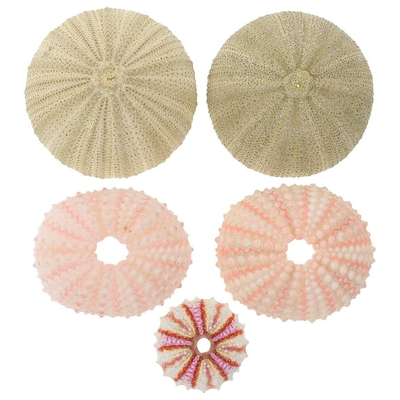 Raindrops Sea Urchin Shells for Air Plants Decorative Craft Mini Planter Fish Tank Landscape Assorted Color