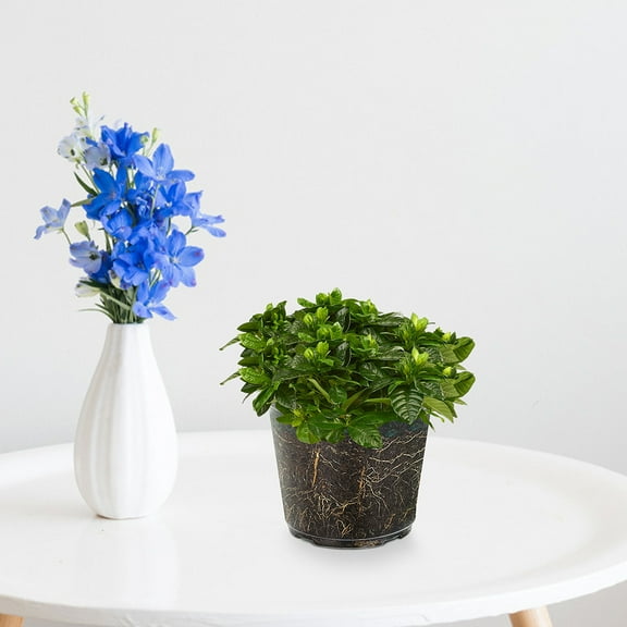 Raindrops Clear Orchid Slotted Plastic Plant Pots 6 Pack Round Containers for Gardeners and Indoor Outdoor Plants