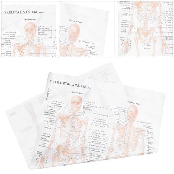 Raindrops Human Anatomy Poster Creative Poster 70X50CM Beige