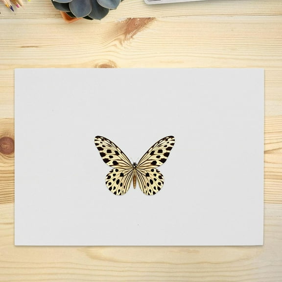 Raindrops Insect Display Board Butterfly Specimen Pinning Kit Posture