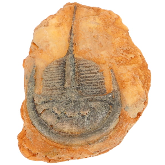 Raindrops Paleontological Insect Specimen for Teaching with Resin Material and Orange Color Small and Compact Size