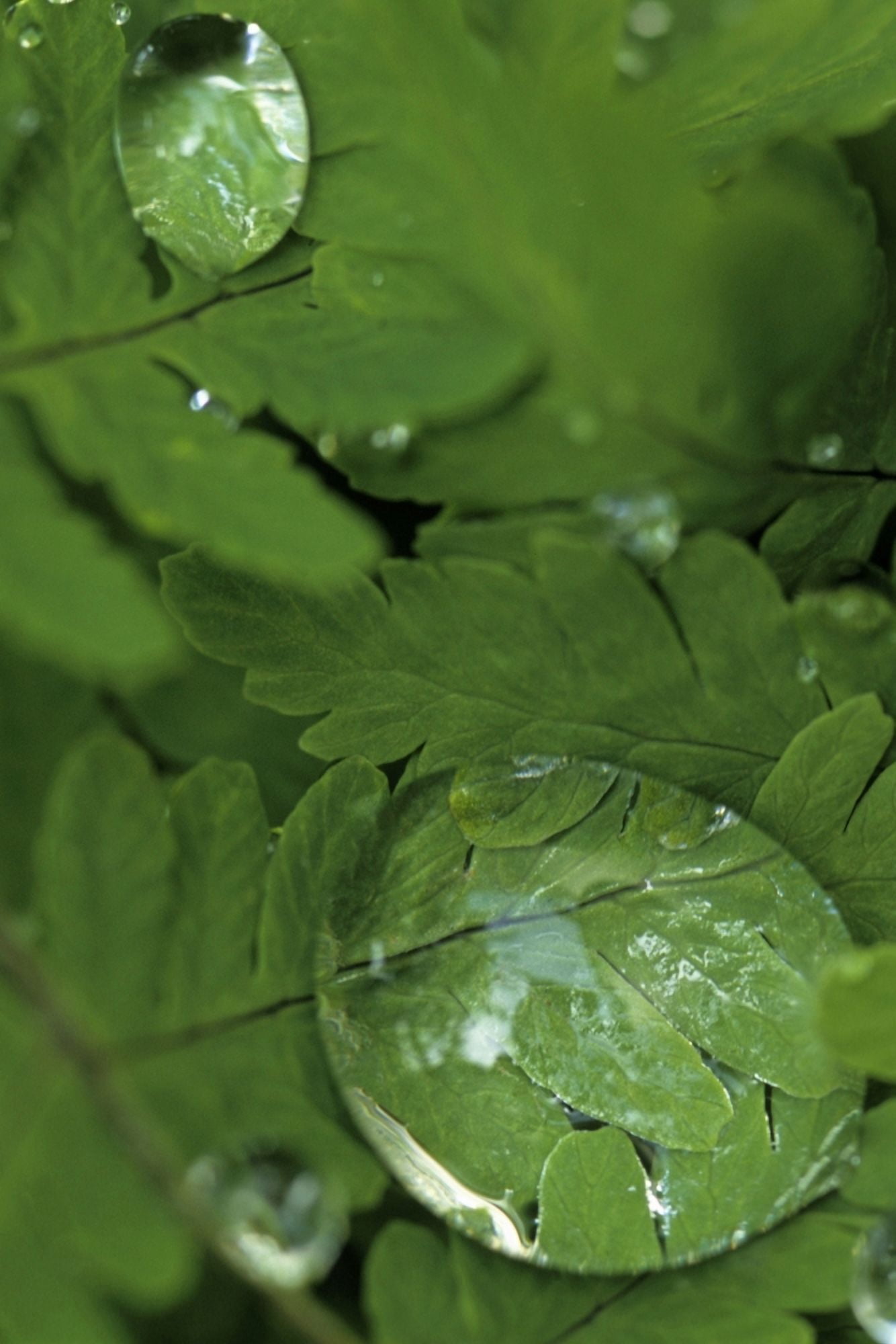 Raindrops On Wood Fern Fronds Boreal Forest Sc Ak Summer Near Anchorage Canvas Art - Jim Barr Design Pics (11 x 17)