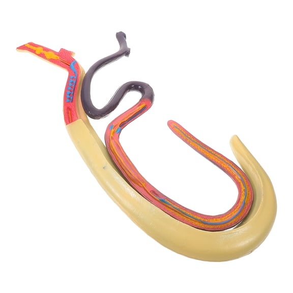FOMIYES Realistic Schistosoma Model Detachable Plastic Teaching Aid for Biology Class