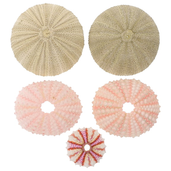 Raindrops Sea Urchin Shells for Air Plants Decorative Craft Mini Planter Fish Tank Landscape Assorted Color