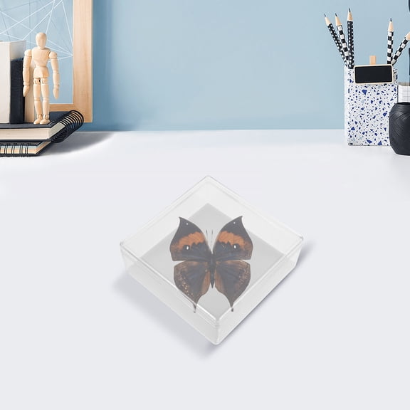 Raindrops Transparent Specimen Storage Box Pin Collection Display Case Protects and Showcases Specimens Ideal for Researchers Educators Clear Acrylic Design