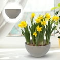 thumbnail image 1 of Raindrops  Water Lily Narcissus Planting Bowl Hydroponic Flower Pot, 1 of 8