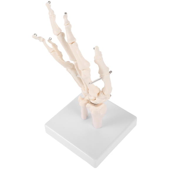 FOMIYES PVC Hand Skeleton Model for Teaching Comprehensive Skeletal System