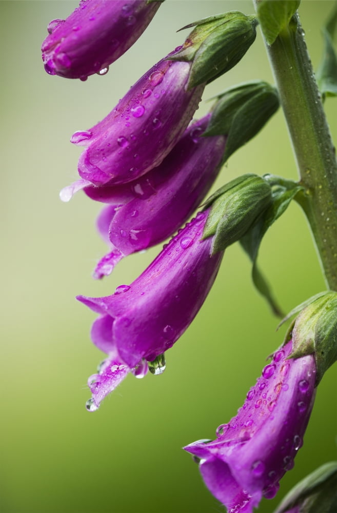 Raindrops cling to Foxglove petals Astoria Oregon United States of America Canvas Art - Robert L Potts  Design Pics (12 x 19)