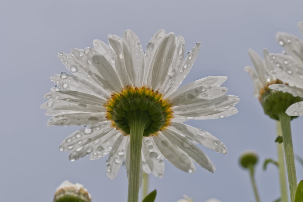 Raindrops cling to daisy petals Astoria Oregon United States of America Canvas Art - Robert L Potts Design Pics (18 x 12)