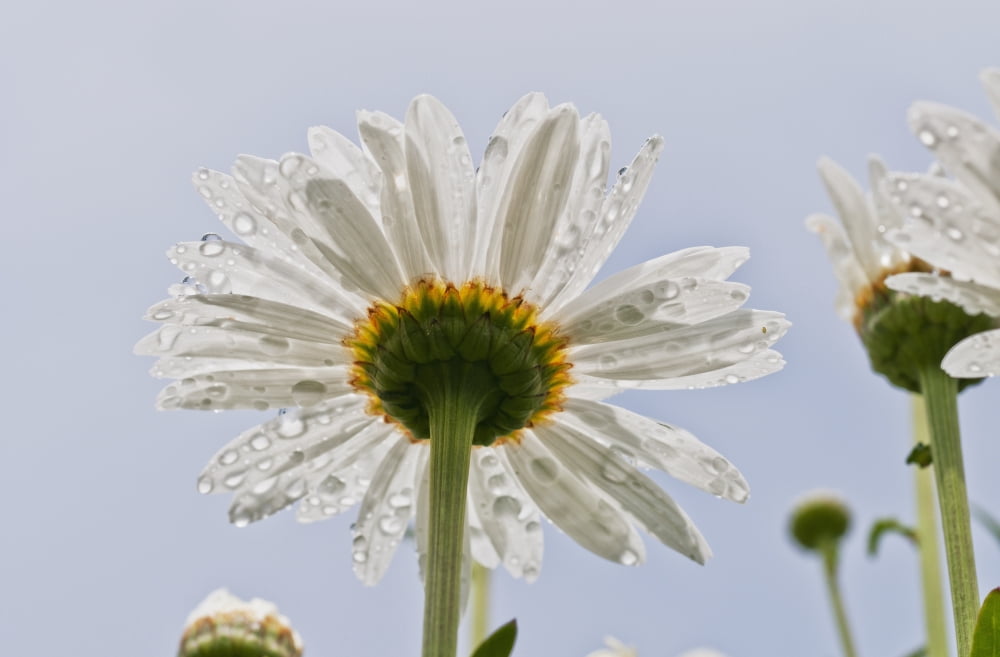 Raindrops cling to daisy petals Astoria Oregon United States of America Canvas Art - Robert L Potts Design Pics (38 x 24)