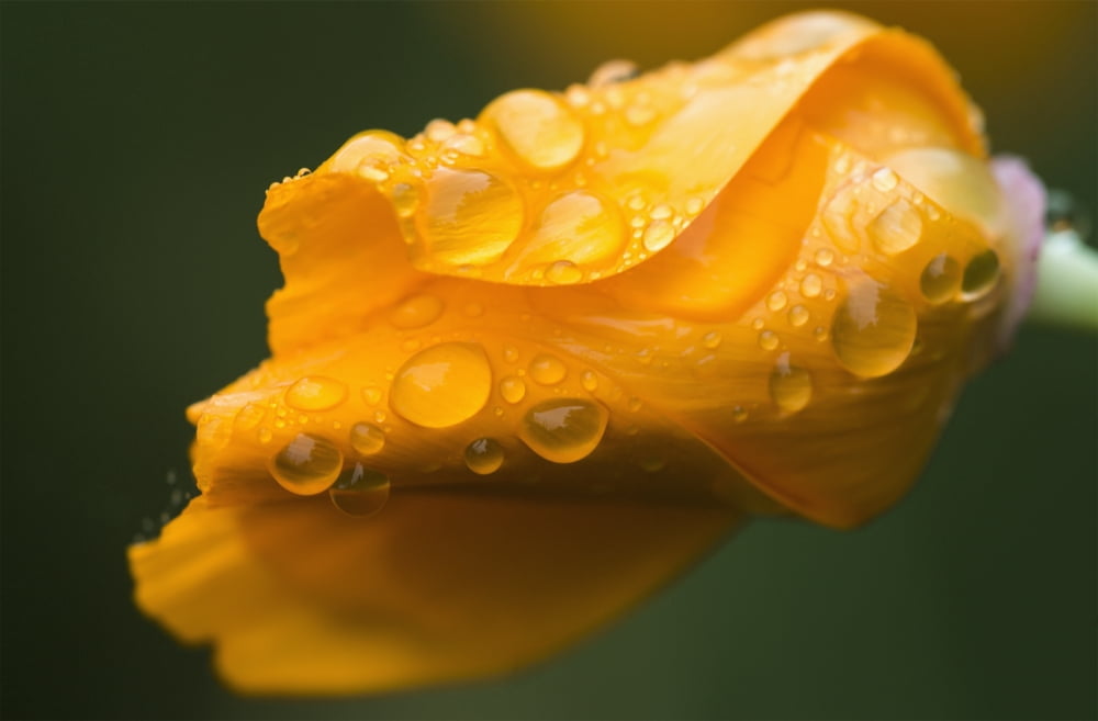Raindrops gather on a California Poppy (Eschscholzia californica) Astoria Oregon United States of America Canvas Art - Robert L Potts Design Pics (19 x 12)