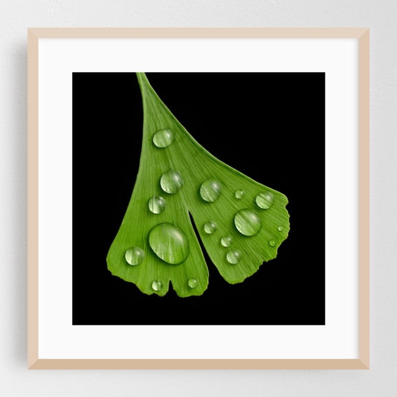 Raindrops on Ginkgo - Photography Botanical Nature Floral Minimalist Garden Water Oak Framed Wall Art Print 12 x 12 inches