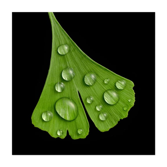 Raindrops on Ginkgo - Photography Botanical Nature Floral Minimalist Garden Water Unframed Wall Art Print 30 x 30 inches