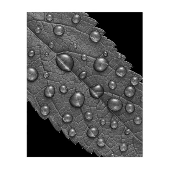 Raindrops on Joe Pye Weed - Photography Black and White Nature Abstract Botanical Minimalist Water Unframed Wall Art Print 9 x 12 inches