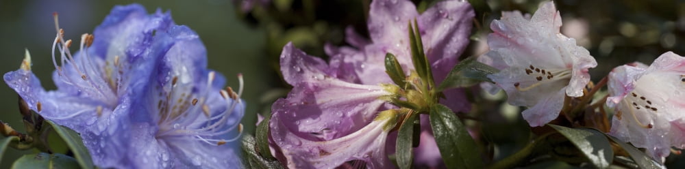 Raindrops on Rhododendron flowers Canvas Art - Panoramic Images (36 x 12)