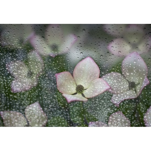 Raindrops on glass with a view of pink dogwood blossoms British Columbia Canada Canvas Art - Debra Brash Design Pics (18 x 12)