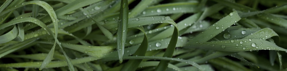 Raindrops on grass Canvas Art - Panoramic Images (27 x 9)
