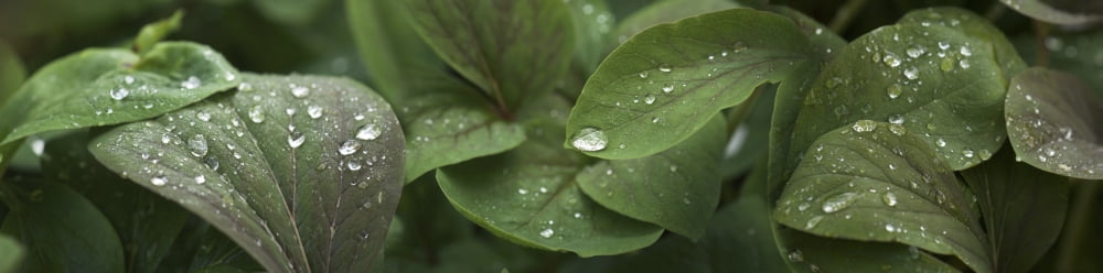 Raindrops on leaves Canvas Art - Panoramic Images (36 x 12)