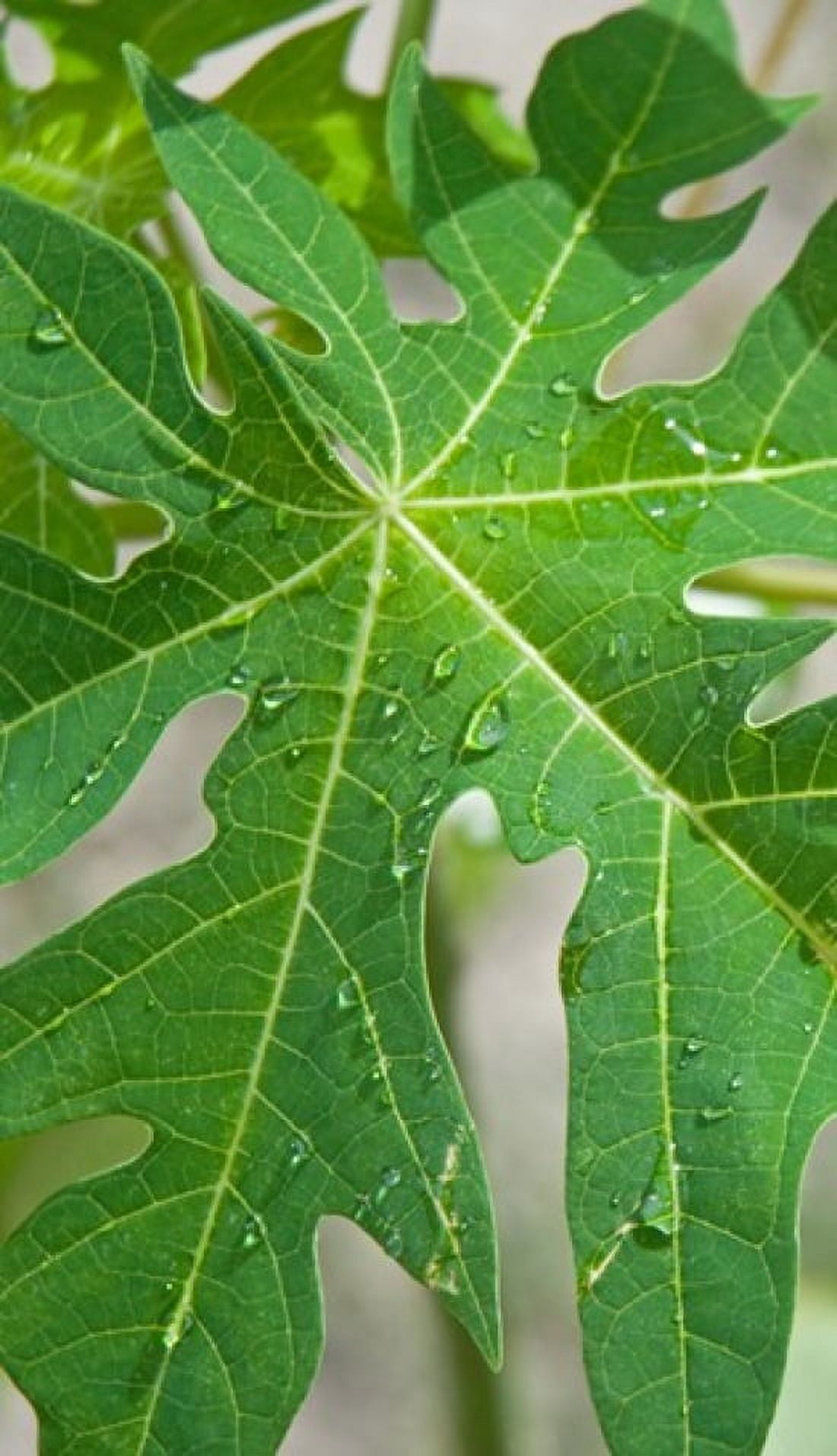 Raindrops on papaya tree leaf La Digue Seychelles Canvas Art - Panoramic Images (20 x 12)