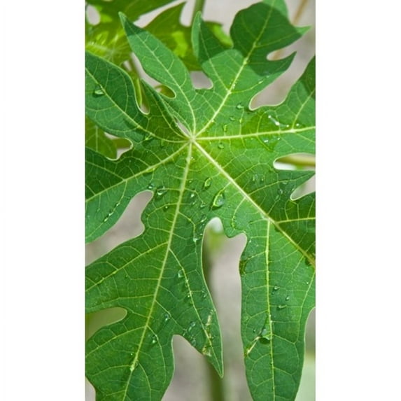Raindrops on papaya tree leaf, La Digue, Seychelles Poster Print (40 x 24)