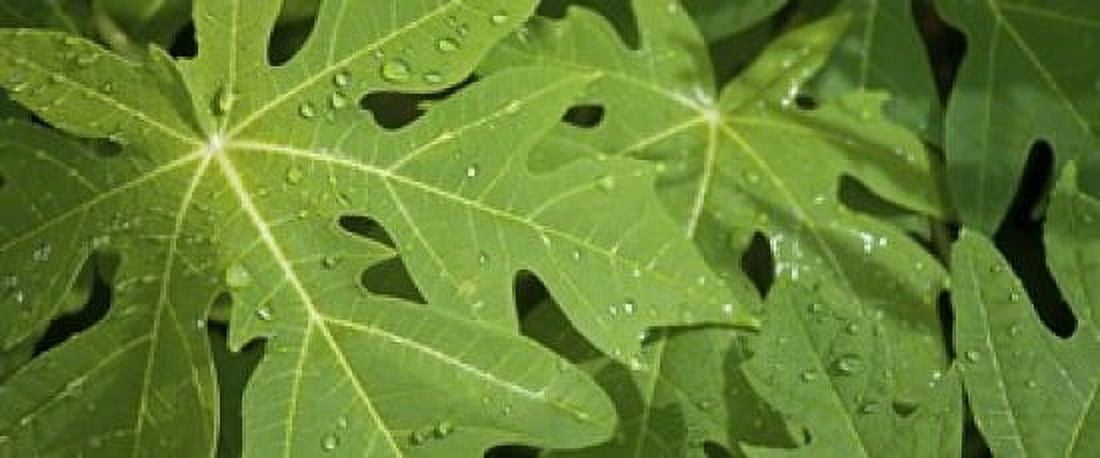 Raindrops on papaya tree leaves La Digue Seychelles Canvas Art - Panoramic Images (15 x 6)