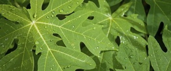 Raindrops on papaya tree leaves La Digue Seychelles Canvas Art - Panoramic Images (30 x 13)