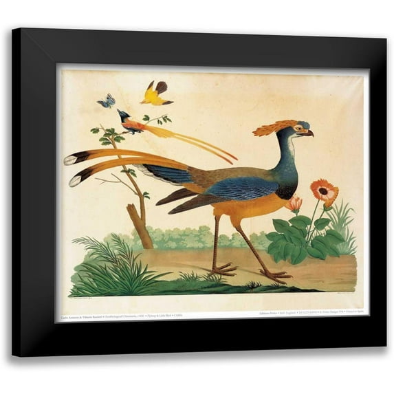 Raineri, Carlo, Vittorio 14x12 Black Modern Framed Museum Art Print Titled - Flytrap, Little bird and Butterfly