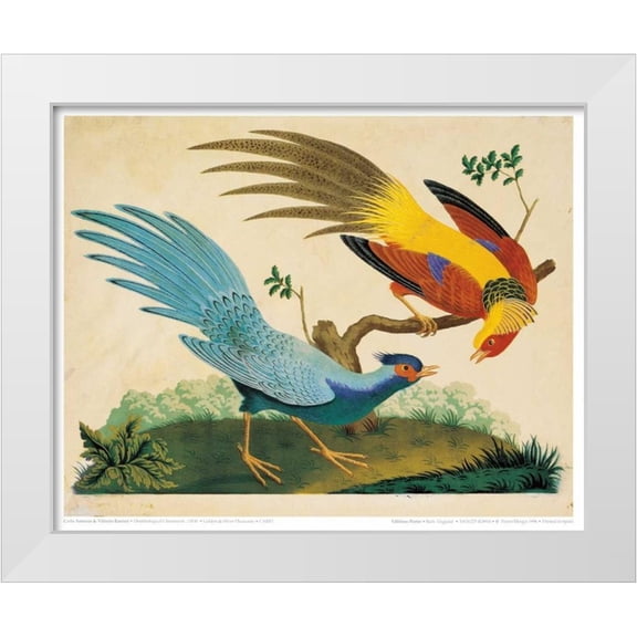 Raineri, Carlo, Vittorio 24x20 White Modern Wood Framed Museum Art Print Titled - Golden and Silver Pheasant